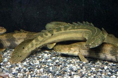 Многопер нильский , или Бишир ( Polypterus bichir )