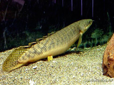 Фото Многопер пальмовый Polypterus palmas  (photo#111216)