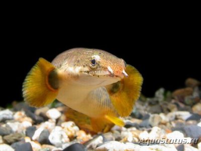 Фото Многопер пальмовый Polypterus palmas  (photo#111217)