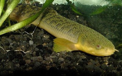 Фото Многопер пальмовый Polypterus palmas  (photo#111218)