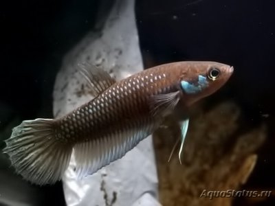 Фото Бетта кратайос Betta krataios  (photo#111223)