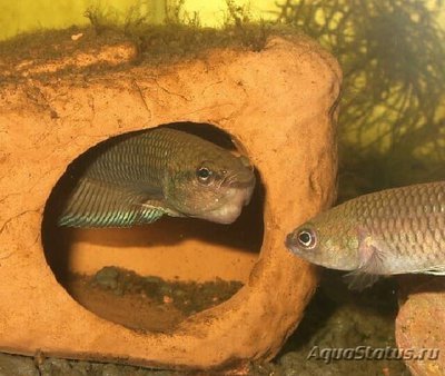 Фото Бетта кратайос Betta krataios  (photo#111225)