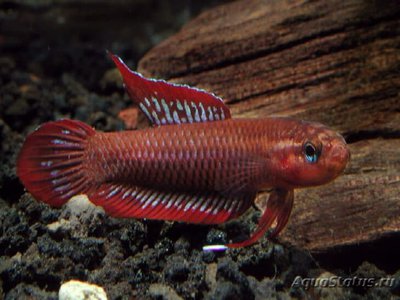 Фото Бетта Бордо Betta burdigala  (photo#111231)