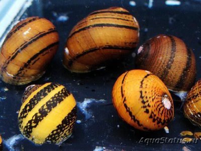 Улитки в аквариуме. Пресноводные моллюски. - 1443613494_neritina-o-ring-snail-2.jpg