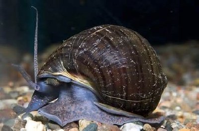 Фото Улитка черная мистерия Bla­ck Mystery Snail  (photo#111256)