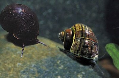 Улитки в аквариуме. Пресноводные моллюски. - 1404220276_black-mystery-snail-3.jpg