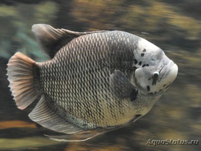 Фото Гурами гигантский , или Промысловый гурами Osphronemus goramy  (photo#111282)