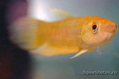 Фото Бетта мидак Betta midas  (photo#111284)