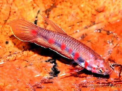 Фото Бетта Красный Betta rubra  (photo#111288)