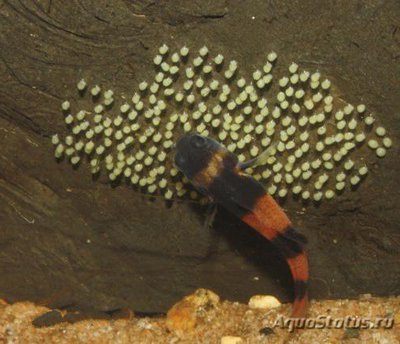 Фото Брахигобиус блеклый Brachygobius doriae  (photo#111359)