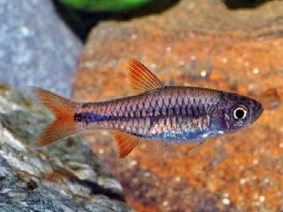 Фото Расбора сетчатая Rasbora reticulata  (photo#111380)