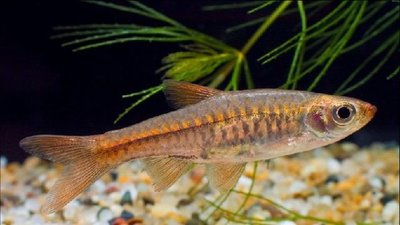 Фото Расбора сетчатая Rasbora reticulata  (photo#111381)