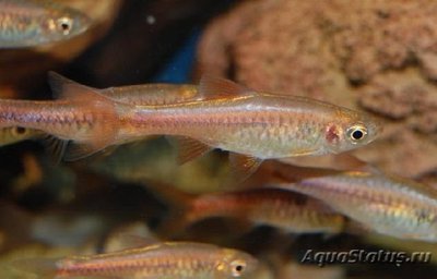 Фото Расбора сетчатая Rasbora reticulata  (photo#111383)