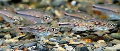 Фото Расбора сетчатая Rasbora reticulata  (photo#111384)