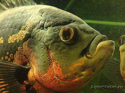 Фото Астронотус красный Оскар Astronotus ocellatus  (photo#111419)