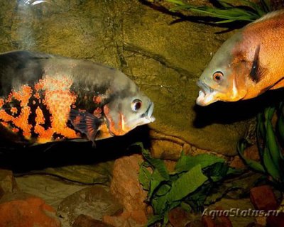 Фото Астронотус красный Оскар Astronotus ocellatus  (photo#111420)