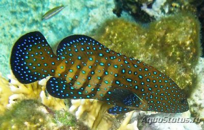 Групер аргус (Гаррупа павлинья) (Cephalopholis argus Argus)