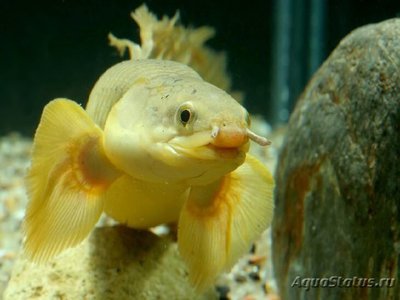 Фото Полиптерус сенегальский Polypterus senegalus  (photo#111437)