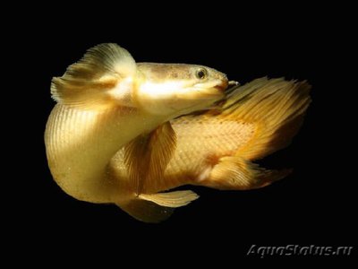 Фото Полиптерус сенегальский Polypterus senegalus  (photo#111438)