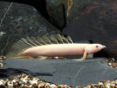 Фото Полиптерус сенегальский Polypterus senegalus  (photo#111440)