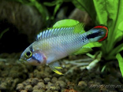 Фото Апистограмма Пандуро Apistogramma panduro  (photo#111502)