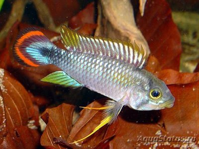 Фото Апистограмма Пандуро Apistogramma panduro  (photo#111504)