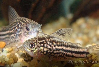 Фото Сомик нанус Corydoras nanus  (photo#111505)