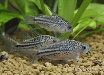 Фото Сомик нанус Corydoras nanus  (photo#111506)