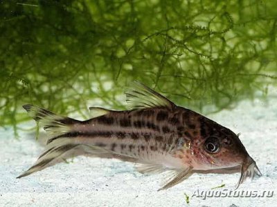 Фото Сомик нанус Corydoras nanus  (photo#111507)