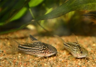 Фото Сомик нанус Corydoras nanus  (photo#111508)