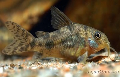 Коридорас крапчатый, сомик крапчатый (Corydoras paleatus)