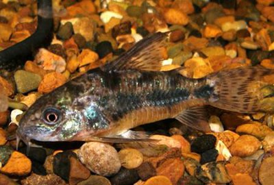 Коридорас крапчатый, сомик крапчатый (Corydoras paleatus)