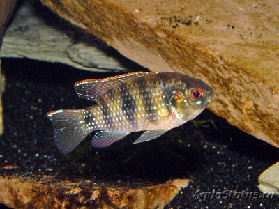 Фото Пельматохромис Томаса Pelmatochromis thomasi  (photo#111541)