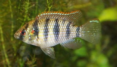 Фото Пельматохромис Томаса Pelmatochromis thomasi  (photo#111542)