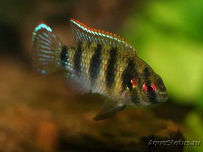 Фото Пельматохромис Томаса Pelmatochromis thomasi  (photo#111544)