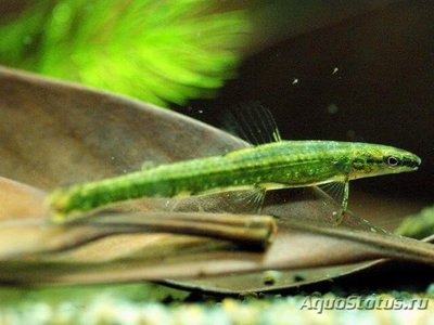 Фото Аммокриптохаракс элеганс Ammocryptocharax elegans  (photo#111560)