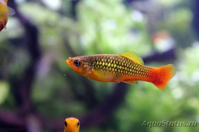 Фото Пецилия многоцветная Xiphophorus variatus  (photo#111564)