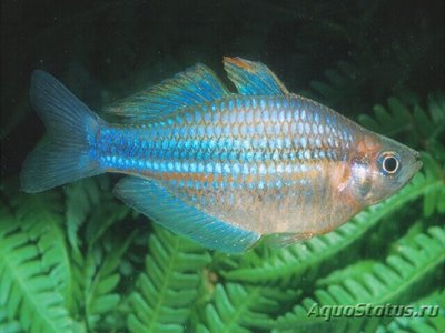 Меланотения каерулеа ( Melanotaenia caerulea )