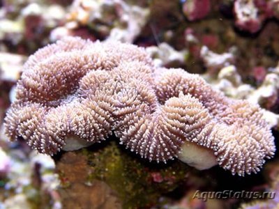 Лобофиллия (Lobophyllia sp.)