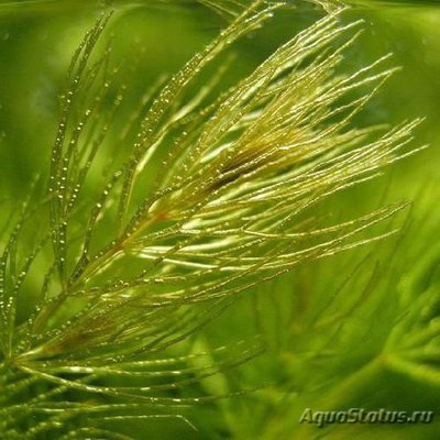 Фото Роголистник светло-зеленый Ceratophyllum submersum  (photo#111677)