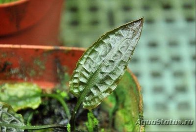 Фото Криптокорина Гассера Cryptocoryne gasseri  (photo#111720)