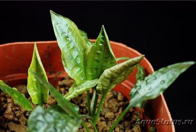 Фото Криптокорина Гассера Cryptocoryne gasseri  (photo#111721)