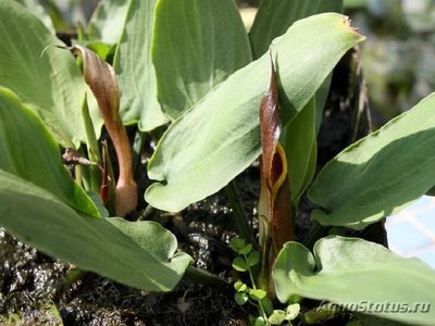 Криптокорина твайтеза (Cryptocoryne thwaitesi)