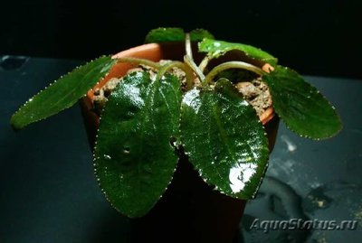 Фото Криптокорина твайтеза Cryptocoryne thwaitesi  (photo#111723)