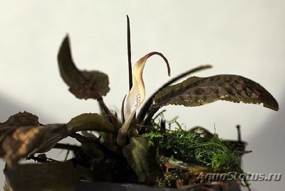 Криптокорина твайтеза (Cryptocoryne thwaitesi)