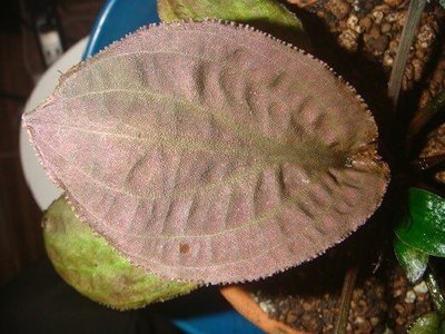 Фото Криптокорина твайтеза Cryptocoryne thwaitesi  (photo#111725)