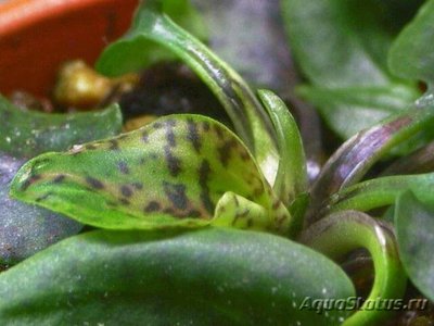 Фото Криптокорина Шульце Cryptocoryne schulz­ei  (photo#111729)