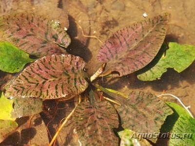 Фото Криптокорина ржавая Cryptocoryne ferrug­inea  (photo#111744)