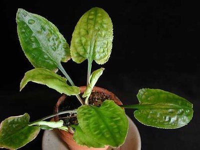 Фото Криптокорина длинн­охвостая Cryptocoryne longicauda  (photo#111748)