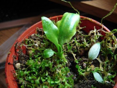 Фото Криптокорина длинн­охвостая Cryptocoryne longicauda  (photo#111749)